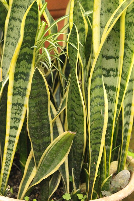 https://pixabay.com/de/photos/sansevieriya-sansevieria-blatt-3349480/