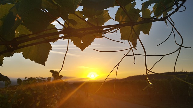 https://pixabay.com/de/photos/sonnenaufgang-sonne-morgen-weinberg-1615892/