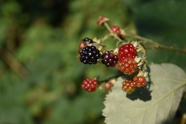 https://pixabay.com/de/photos/brombeeren-beeren-spinnennetz-faden-4524444/