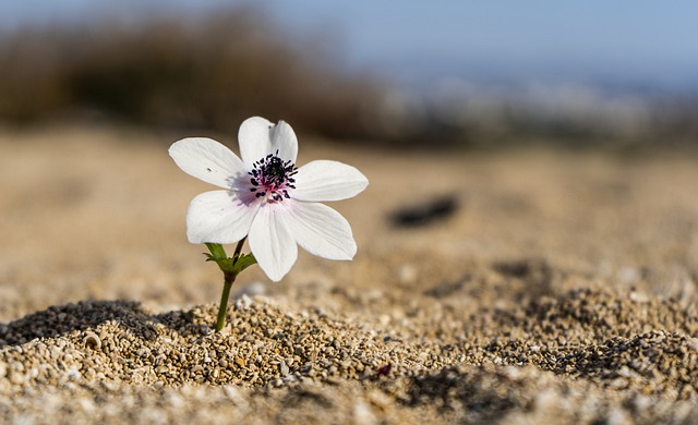 https://pixabay.com/de/photos/blume-wei%c3%9f-sand-strand-5887450/