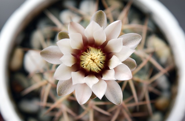 https://pixabay.com/de/photos/hymnocalycium-bl%c3%bchender-kaktus-1388772/