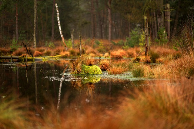 https://pixabay.com/de/photos/moor-sumpf-wasser-heide-wiese-5896674/