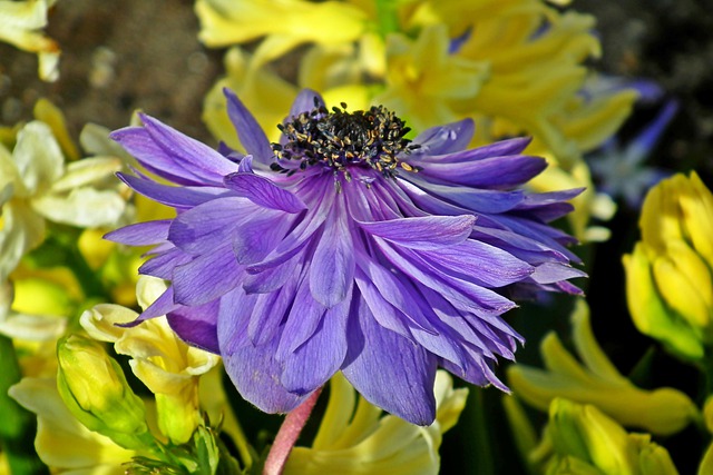 https://pixabay.com/de/photos/anemone-blume-feder-garten-pflanze-4945684/
