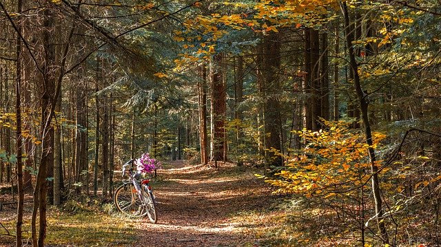https://pixabay.com/de/photos/wald-weg-der-pfad-fahrrad-herbst-3745317/