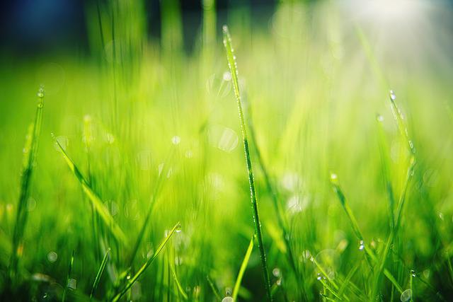 https://pixabay.com/de/photos/gras-licht-wassertropfen-tropfen-5187519/